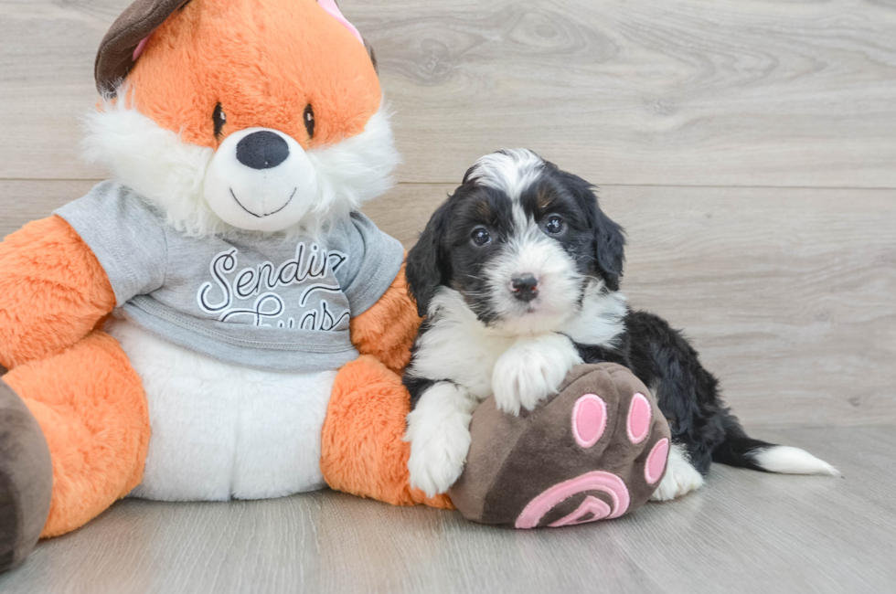 6 week old Mini Bernedoodle Puppy For Sale - Pilesgrove Pups