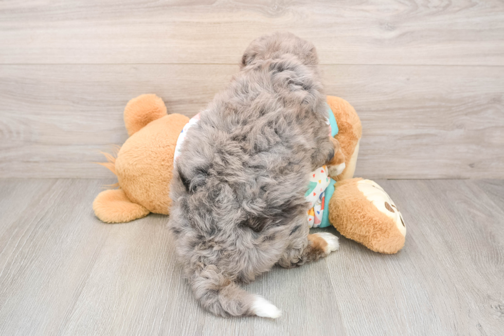 Hypoallergenic Mini Berniedoodle Poodle Mix Puppy