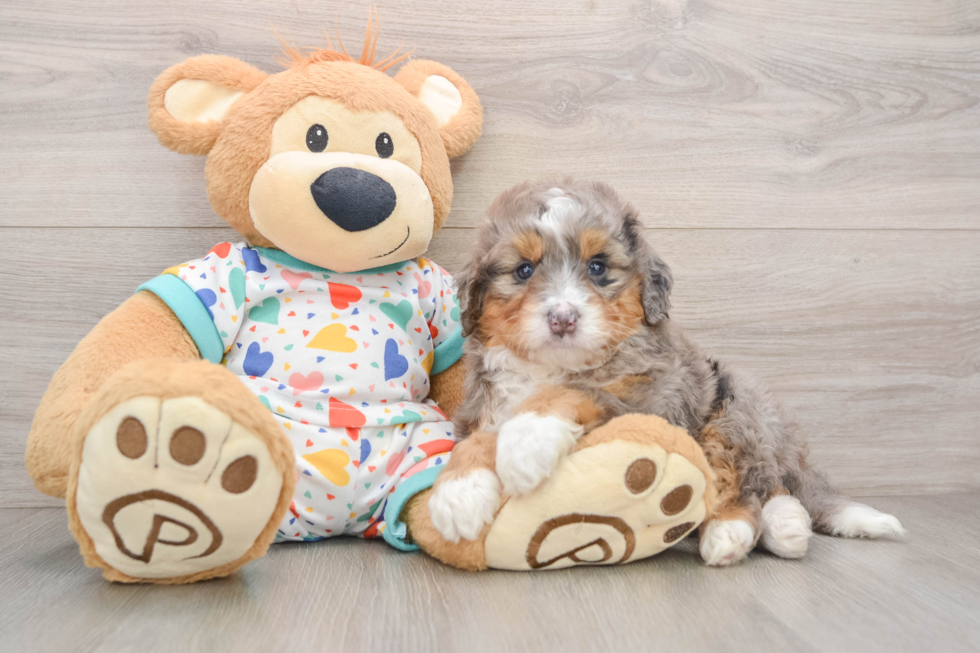 Mini Bernedoodle Puppy for Adoption
