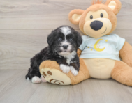 8 week old Mini Bernedoodle Puppy For Sale - Pilesgrove Pups