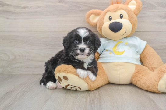 Adorable Mini Bernesedoodle Poodle Mix Puppy