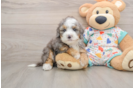 Mini Bernedoodle Pup Being Cute