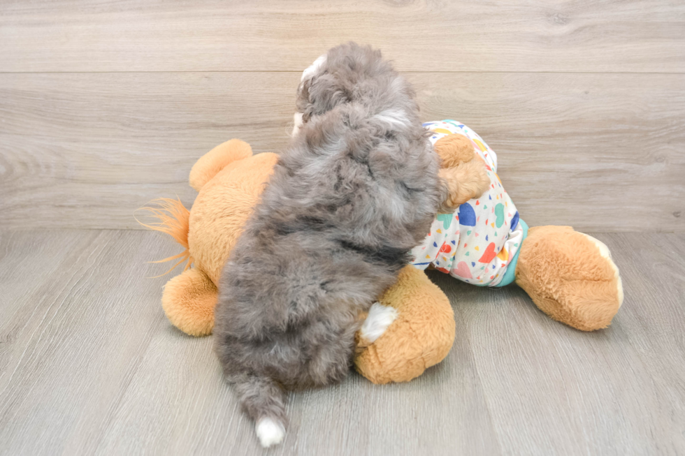 Adorable Mini Bernese Poodle Poodle Mix Puppy