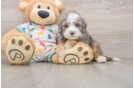 Sweet Mini Bernedoodle Baby