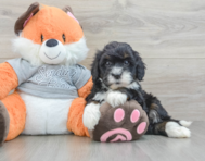 7 week old Mini Bernedoodle Puppy For Sale - Pilesgrove Pups