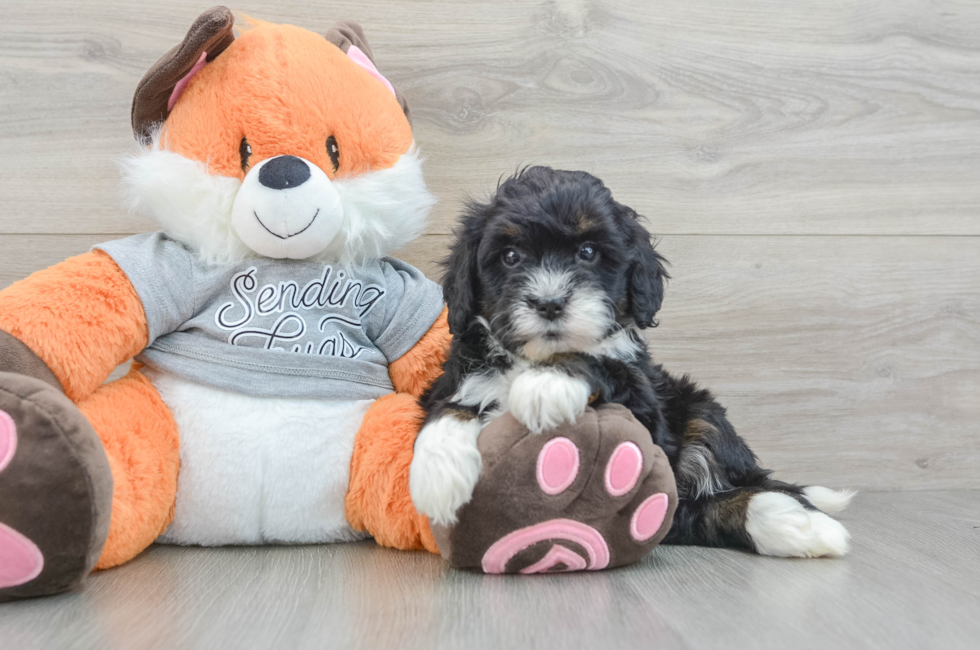 6 week old Mini Bernedoodle Puppy For Sale - Pilesgrove Pups