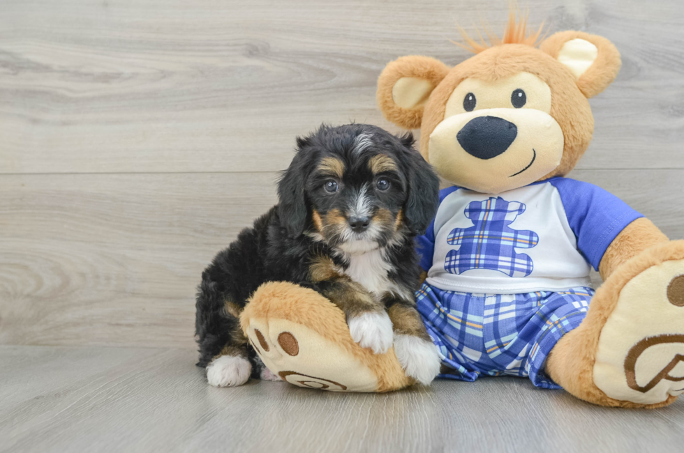 6 week old Mini Bernedoodle Puppy For Sale - Pilesgrove Pups