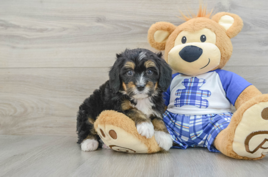 Friendly Mini Bernedoodle Baby