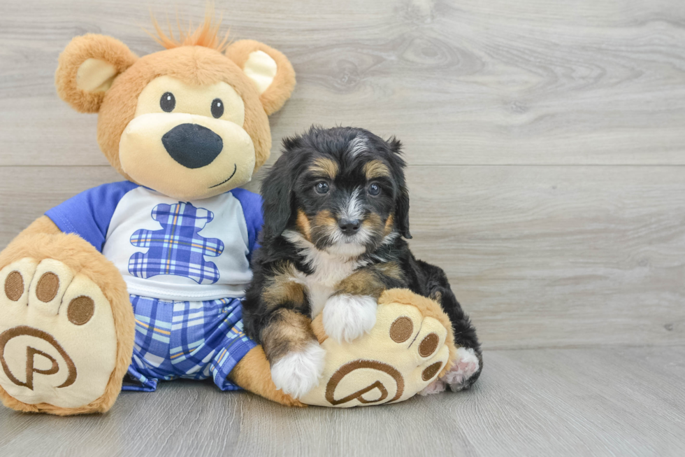 Fluffy Mini Bernedoodle Poodle Mix Pup