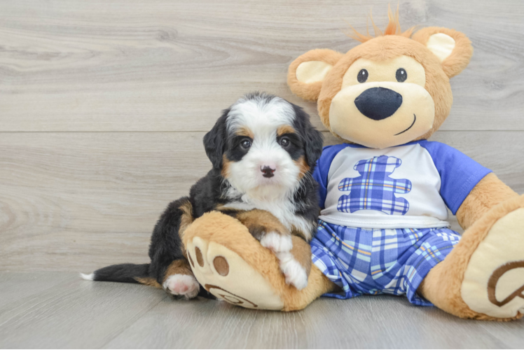 Energetic Bernadoodle Poodle Mix Puppy