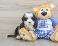 7 week old Mini Bernedoodle Puppy For Sale - Pilesgrove Pups