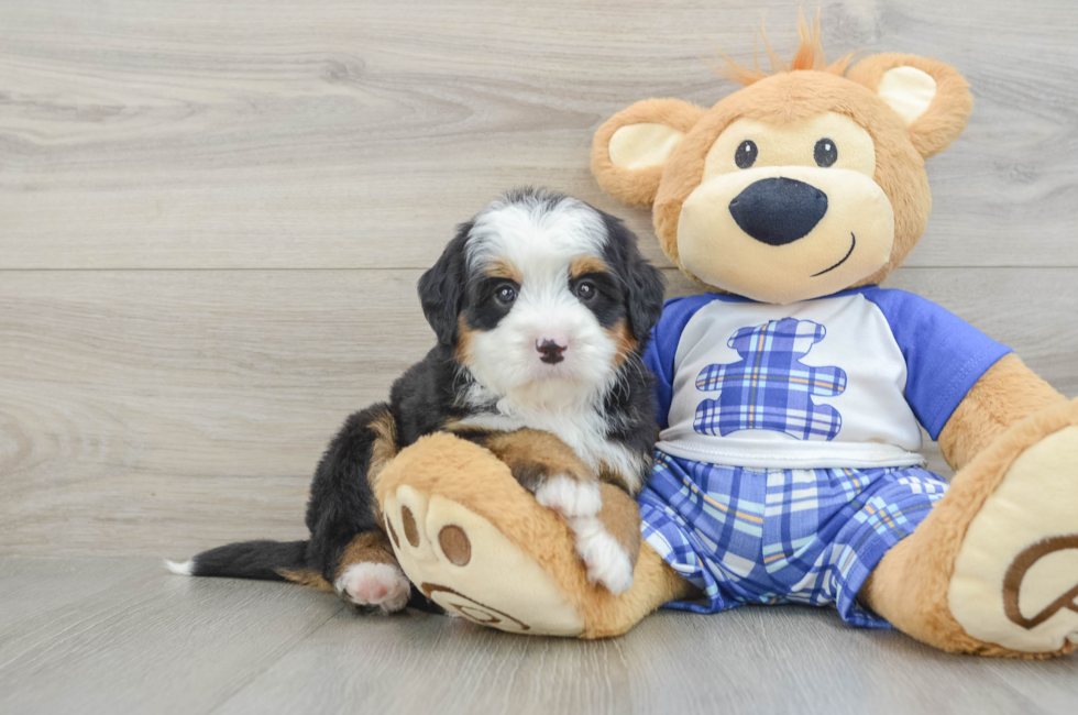 7 week old Mini Bernedoodle Puppy For Sale - Pilesgrove Pups