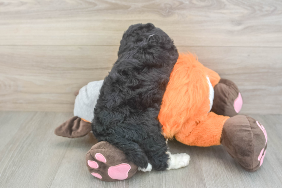 Funny Mini Bernedoodle Poodle Mix Pup