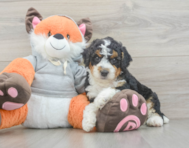8 week old Mini Bernedoodle Puppy For Sale - Pilesgrove Pups