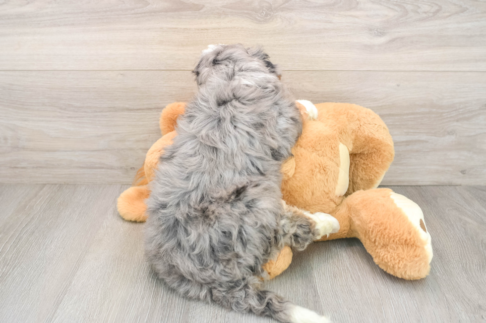 Fluffy Mini Bernedoodle Poodle Mix Pup