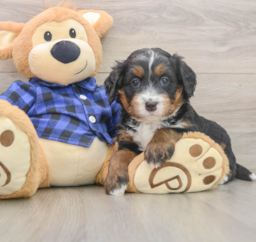 6 week old Mini Bernedoodle Puppy For Sale - Pilesgrove Pups