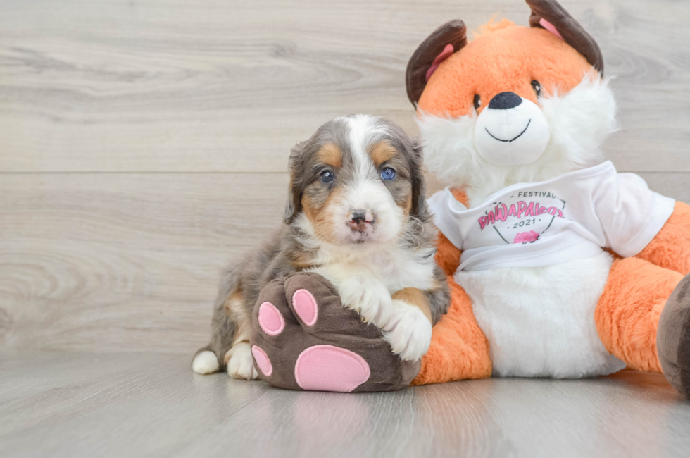 8 week old Mini Bernedoodle Puppy For Sale - Pilesgrove Pups