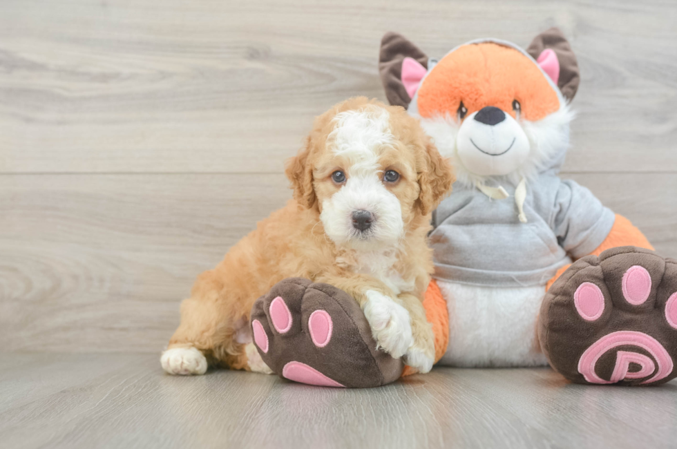 5 week old Mini Bernedoodle Puppy For Sale - Pilesgrove Pups