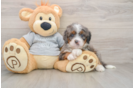 Funny Mini Bernedoodle Poodle Mix Pup