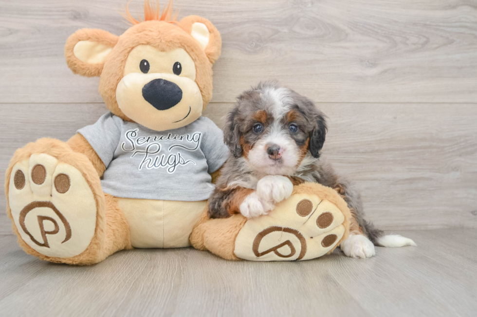 Funny Mini Bernedoodle Poodle Mix Pup