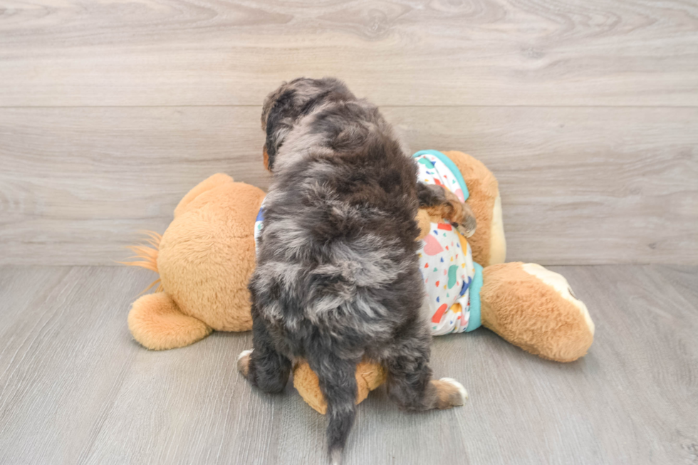 Best Mini Bernedoodle Baby