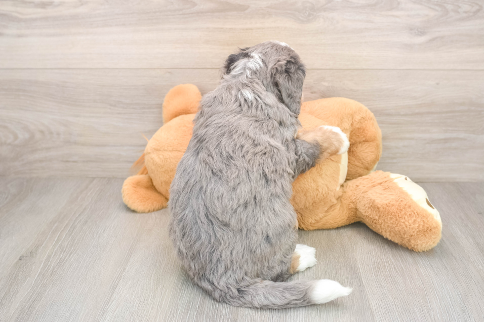Energetic Mini Bernese Poodle Poodle Mix Puppy