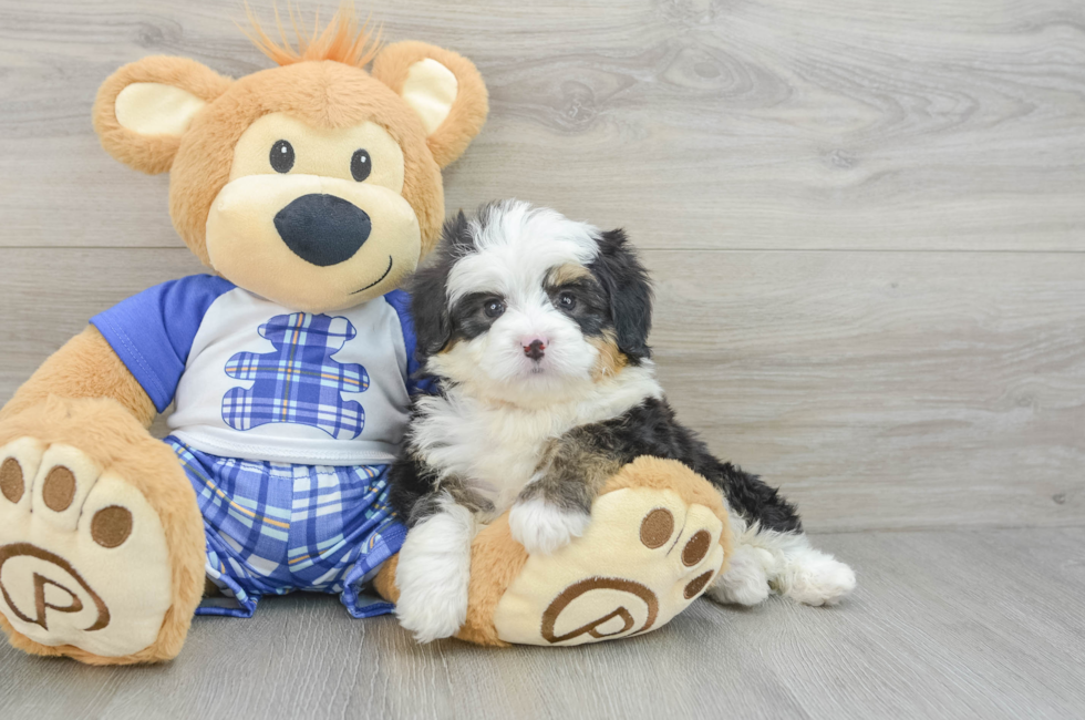 6 week old Mini Bernedoodle Puppy For Sale - Pilesgrove Pups