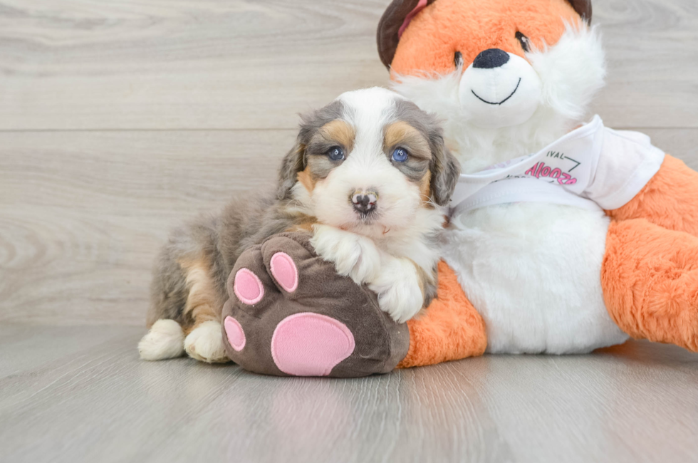 8 week old Mini Bernedoodle Puppy For Sale - Pilesgrove Pups