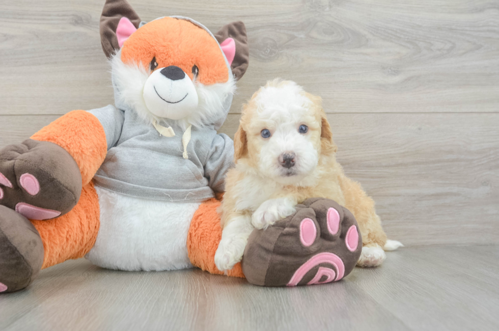 5 week old Mini Bernedoodle Puppy For Sale - Pilesgrove Pups