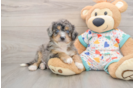 Best Mini Bernedoodle Baby