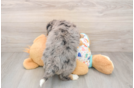 Best Mini Bernedoodle Baby