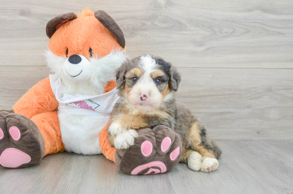 8 week old Mini Bernedoodle Puppy For Sale - Pilesgrove Pups