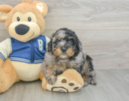 7 week old Mini Bernedoodle Puppy For Sale - Pilesgrove Pups
