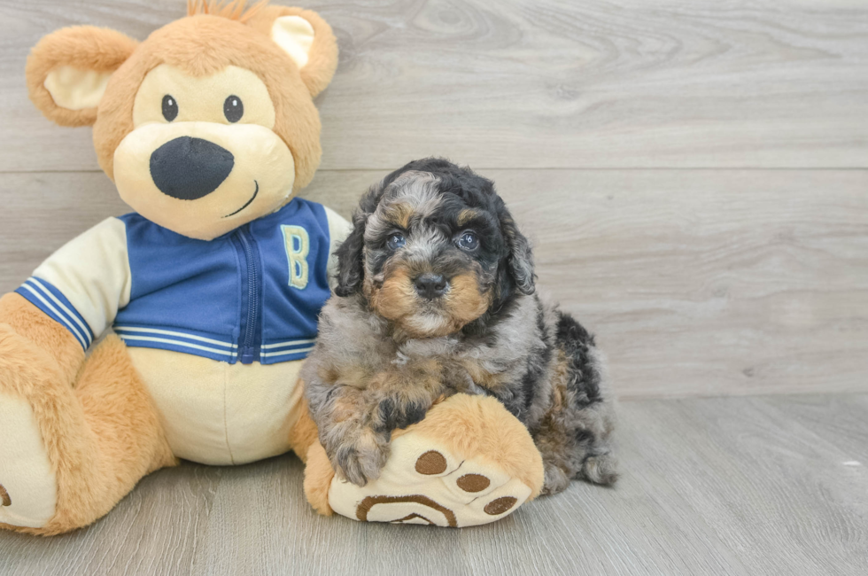 5 week old Mini Bernedoodle Puppy For Sale - Pilesgrove Pups