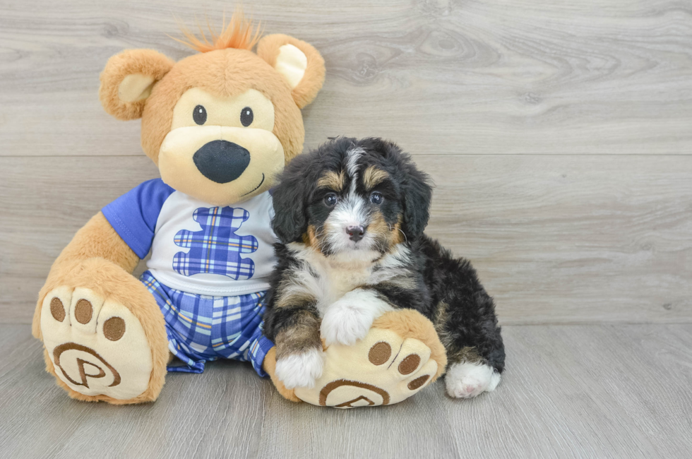 6 week old Mini Bernedoodle Puppy For Sale - Pilesgrove Pups