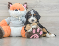 8 week old Mini Bernedoodle Puppy For Sale - Pilesgrove Pups