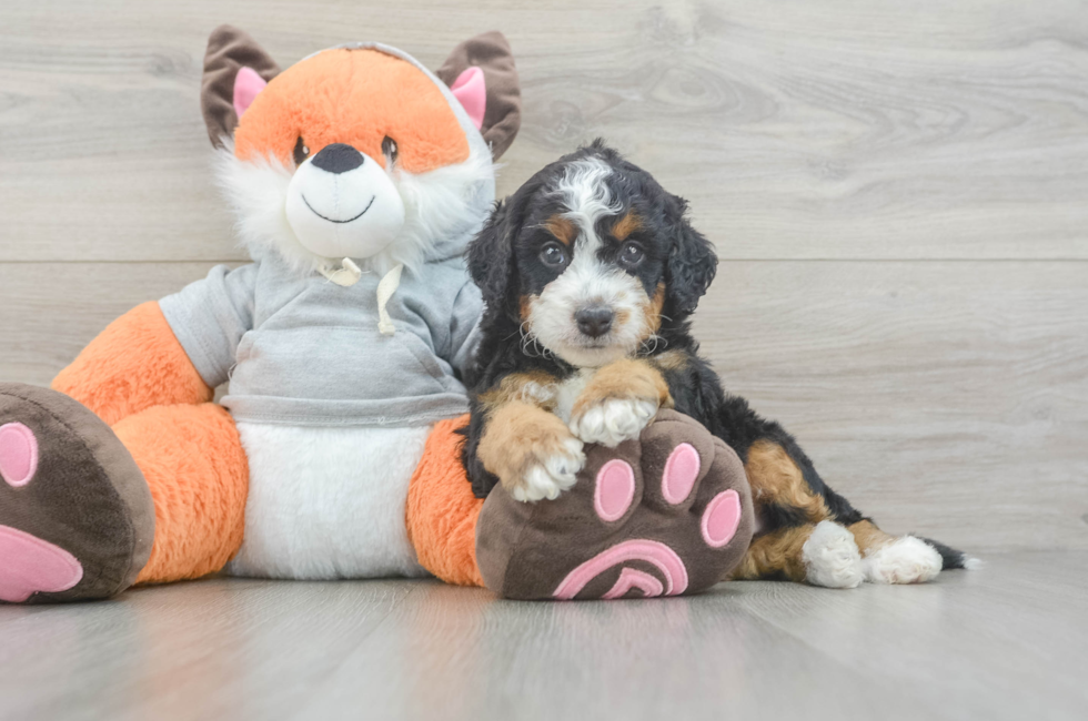 5 week old Mini Bernedoodle Puppy For Sale - Pilesgrove Pups