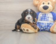 6 week old Mini Bernedoodle Puppy For Sale - Pilesgrove Pups