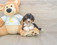 8 week old Mini Bernedoodle Puppy For Sale - Pilesgrove Pups
