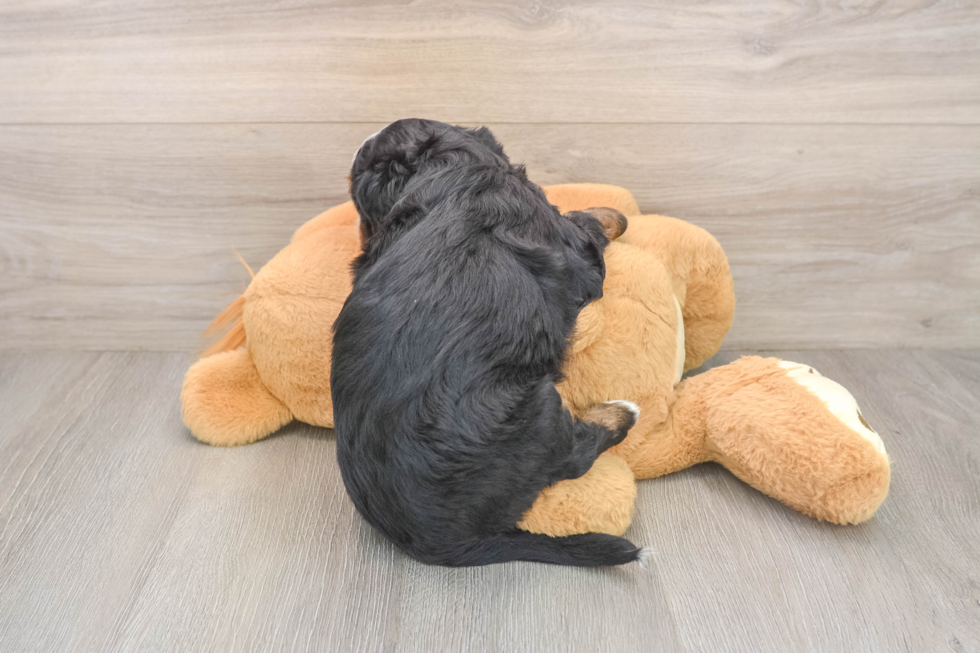 Small Mini Bernedoodle Baby