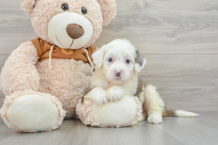 Mini Bernedoodle Pup Being Cute