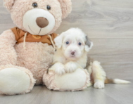 8 week old Mini Bernedoodle Puppy For Sale - Pilesgrove Pups