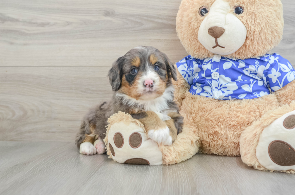 7 week old Mini Bernedoodle Puppy For Sale - Pilesgrove Pups