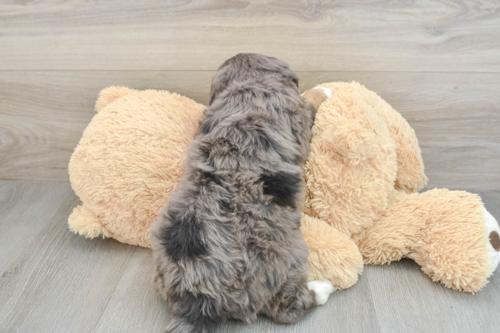 Happy Mini Bernedoodle Baby