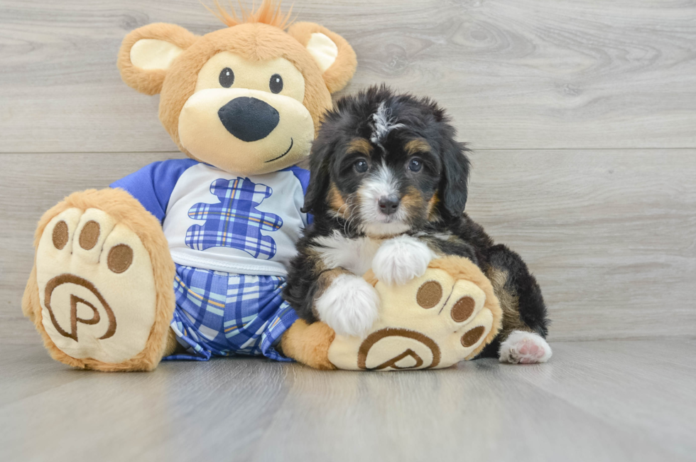 6 week old Mini Bernedoodle Puppy For Sale - Pilesgrove Pups