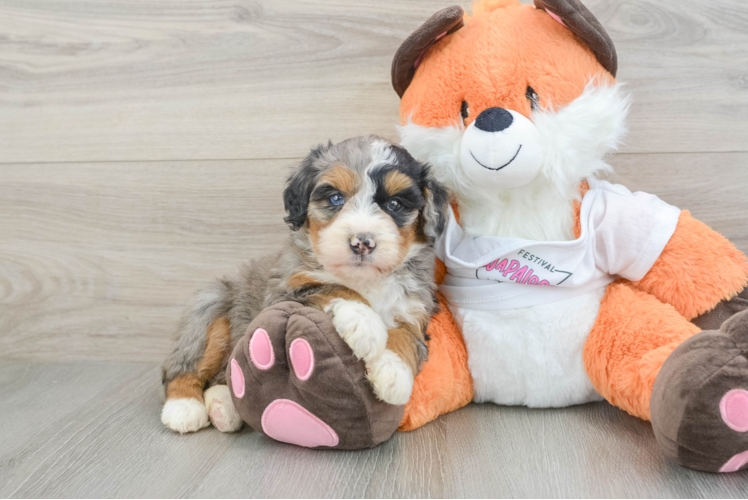 Funny Mini Bernedoodle Poodle Mix Pup