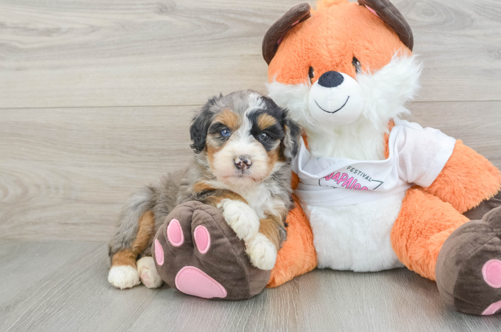 8 week old Mini Bernedoodle Puppy For Sale - Pilesgrove Pups
