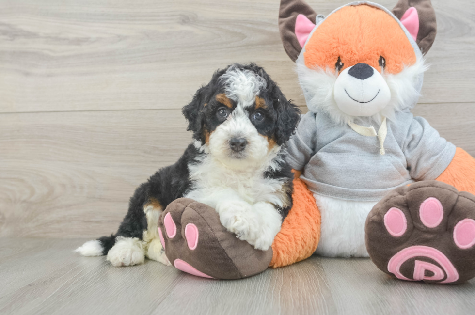 5 week old Mini Bernedoodle Puppy For Sale - Pilesgrove Pups