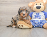 6 week old Mini Bernedoodle Puppy For Sale - Pilesgrove Pups