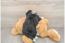 Cute Mini Bernedoodle Baby
